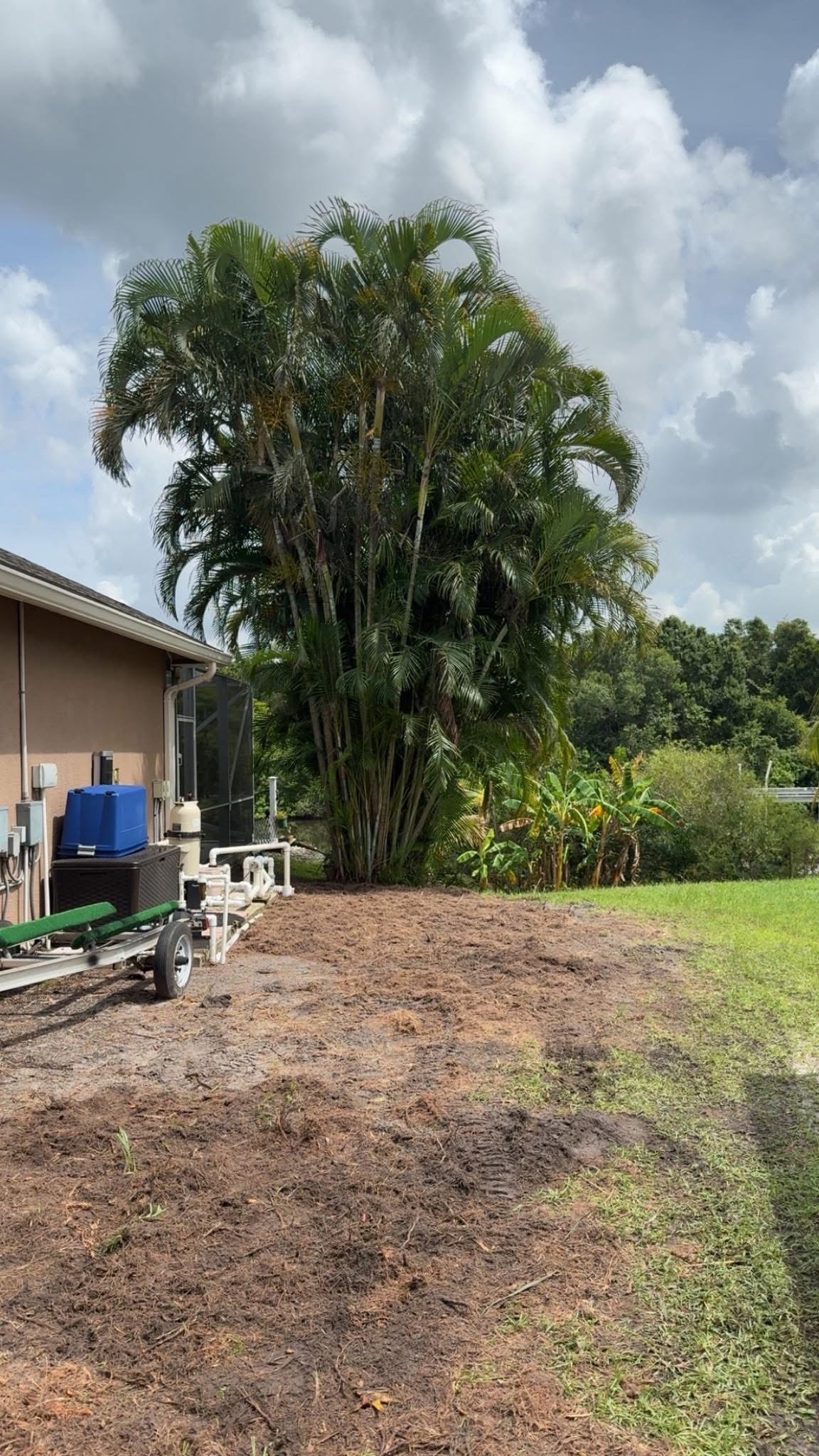 After: Areca Palm Removal — Residential