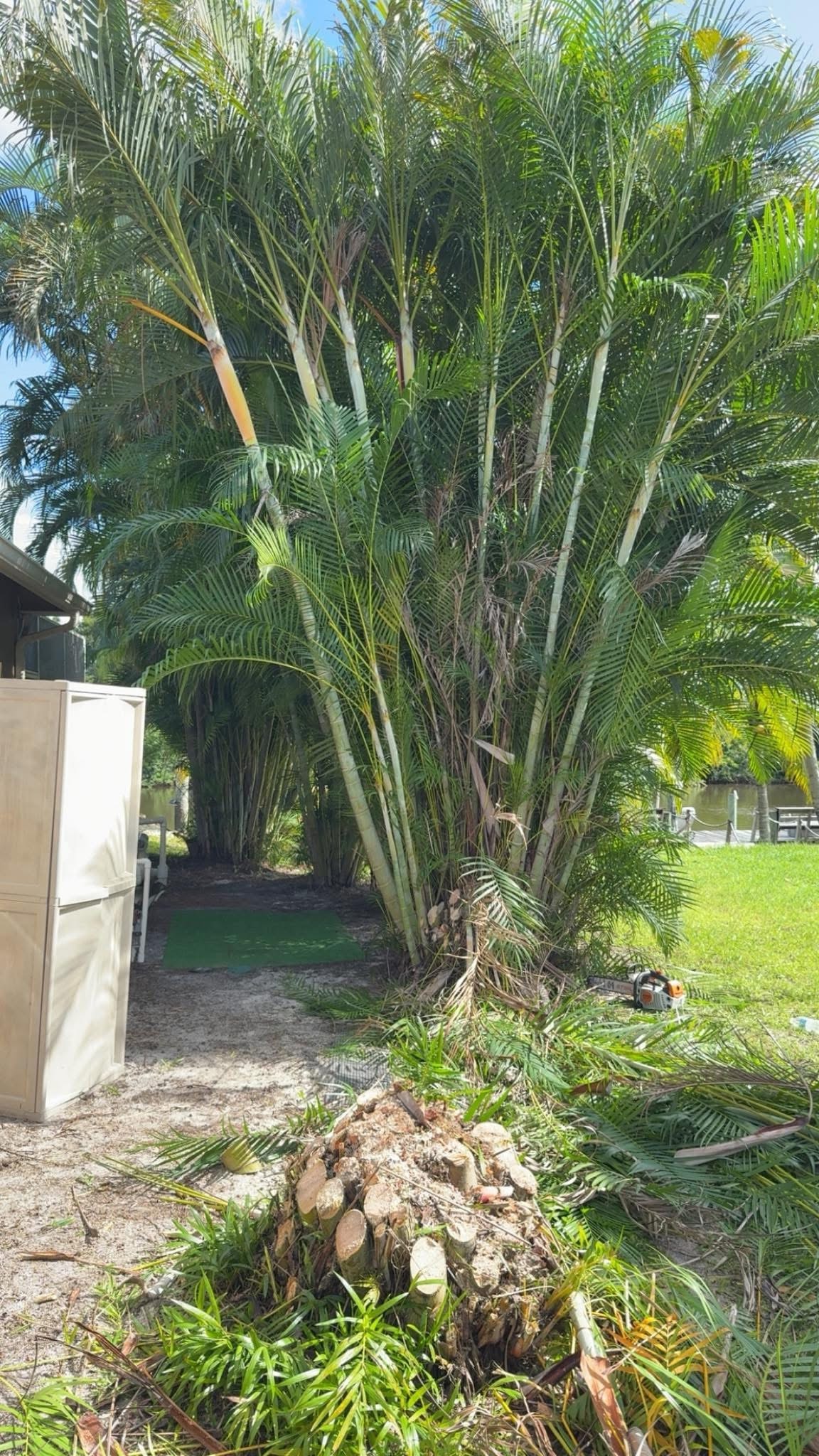 Before: Areca Palm Removal — Residential