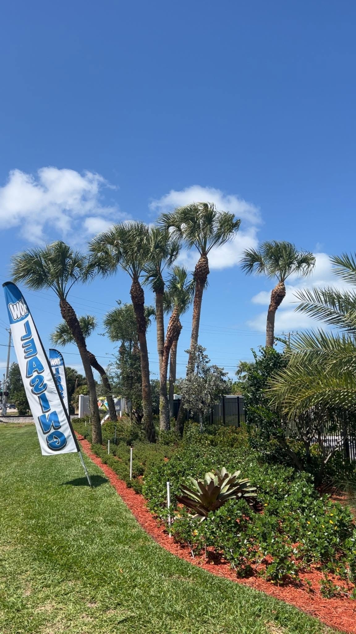 After: Commercial Entrance Palm Trimming