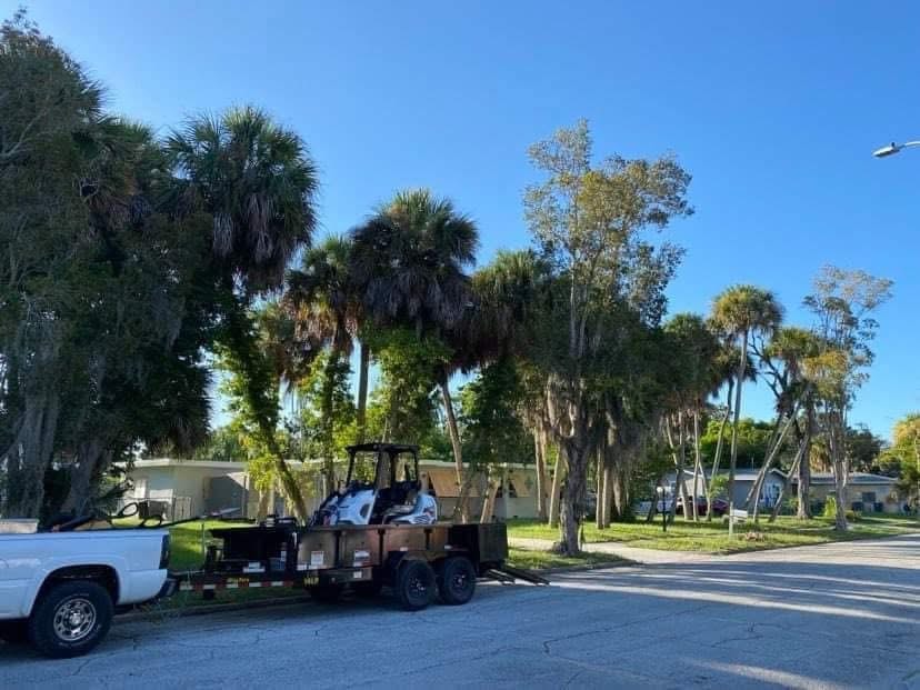 Before: Palm Trimming — Community Property