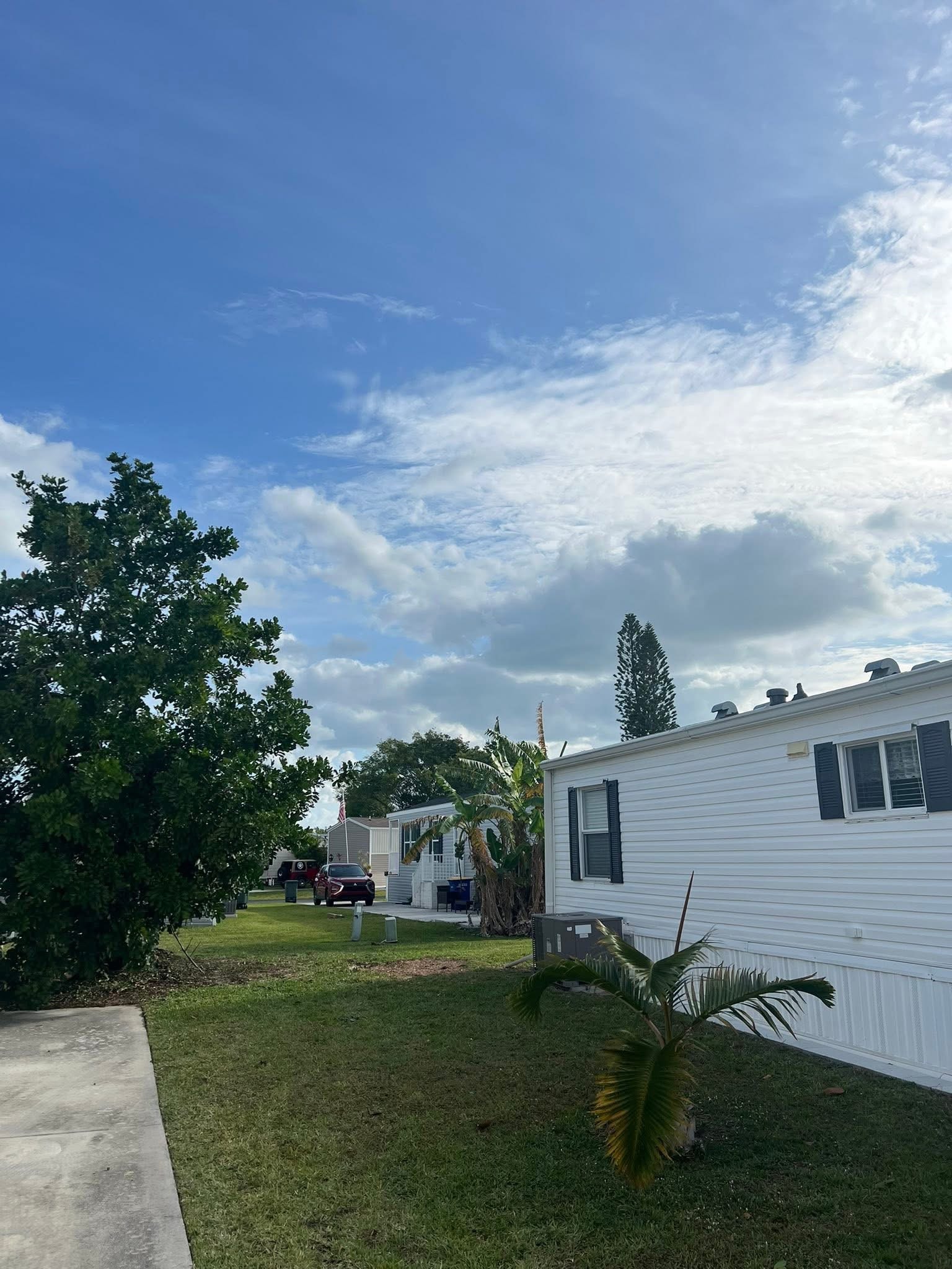 After: Dead Norfolk Pine Removal — Mobile Home Community