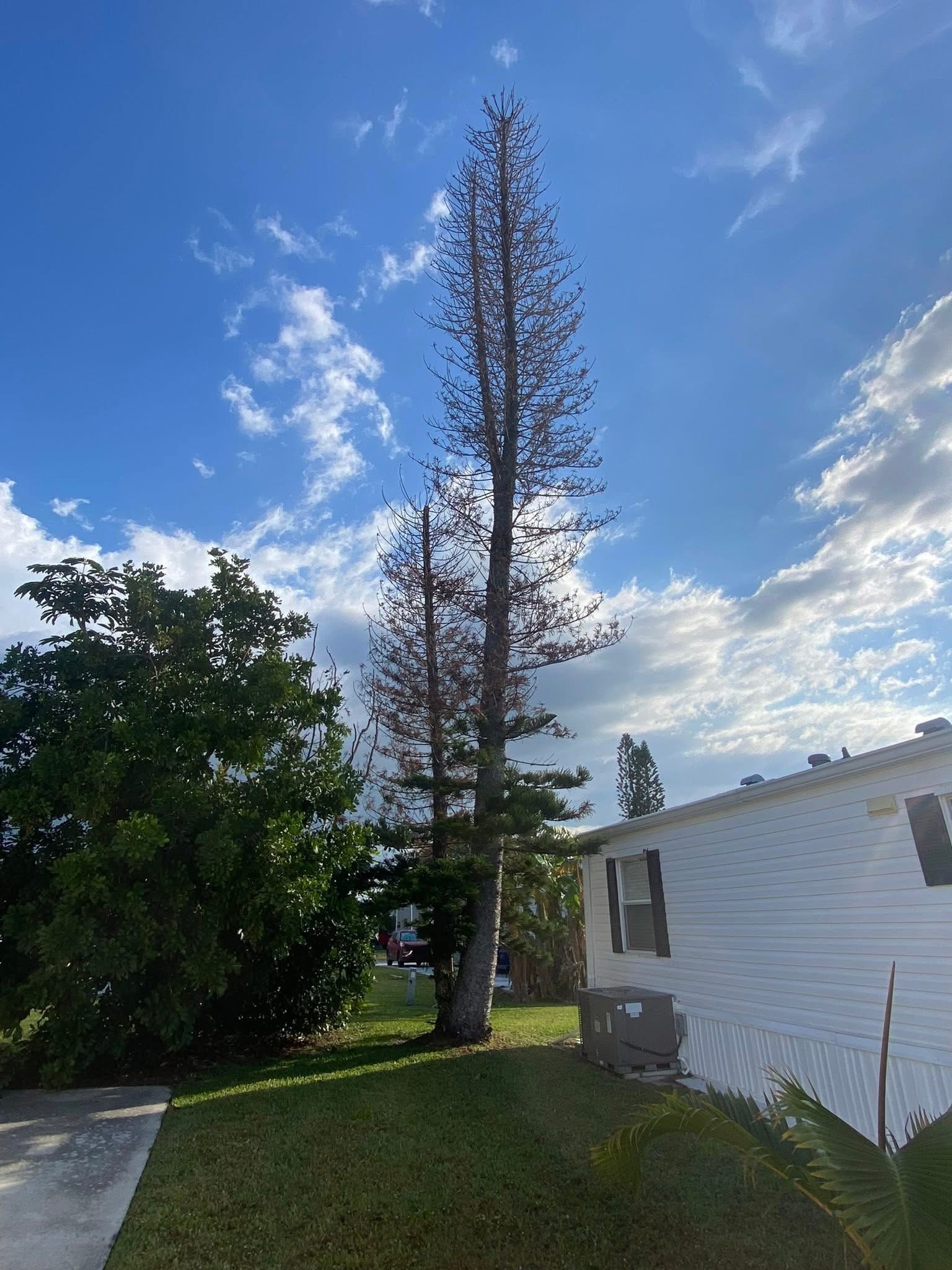 Before: Dead Norfolk Pine Removal — Mobile Home Community