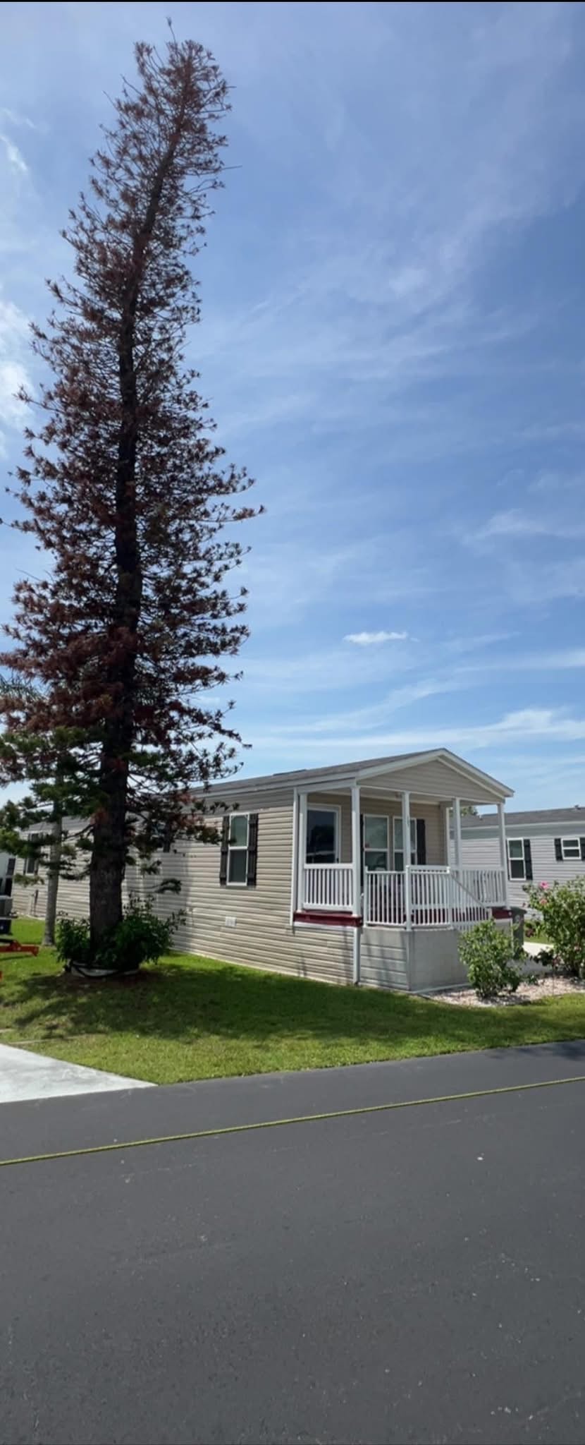 Before: Dead Norfolk Pine Removal — Mobile Home Community