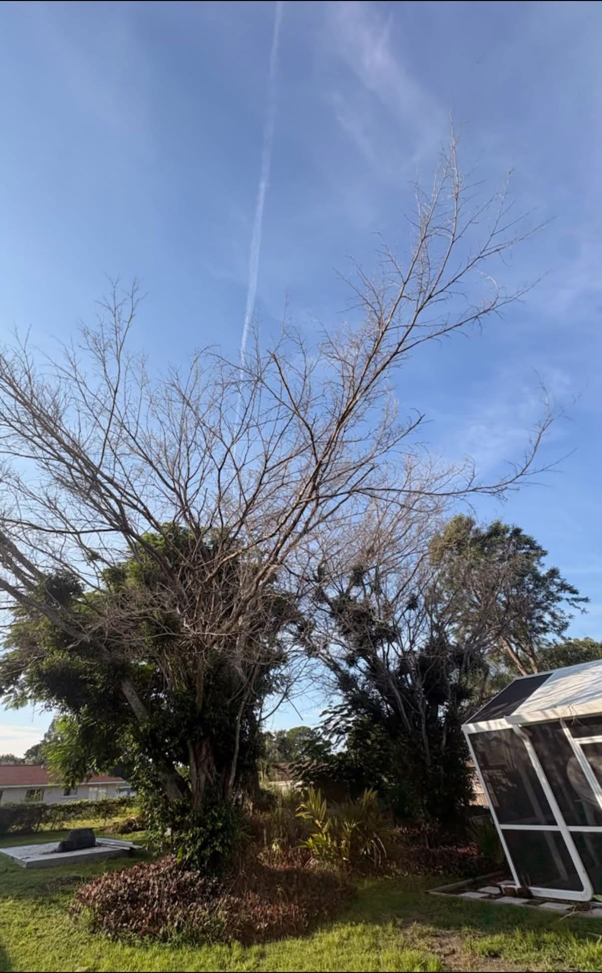 Before: Two Ficus Trees Removed — Residential Backyard