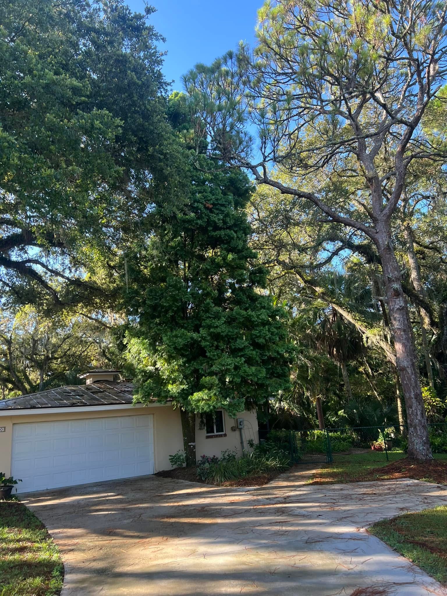 Before: Tree Grown Against Home — Residential Property