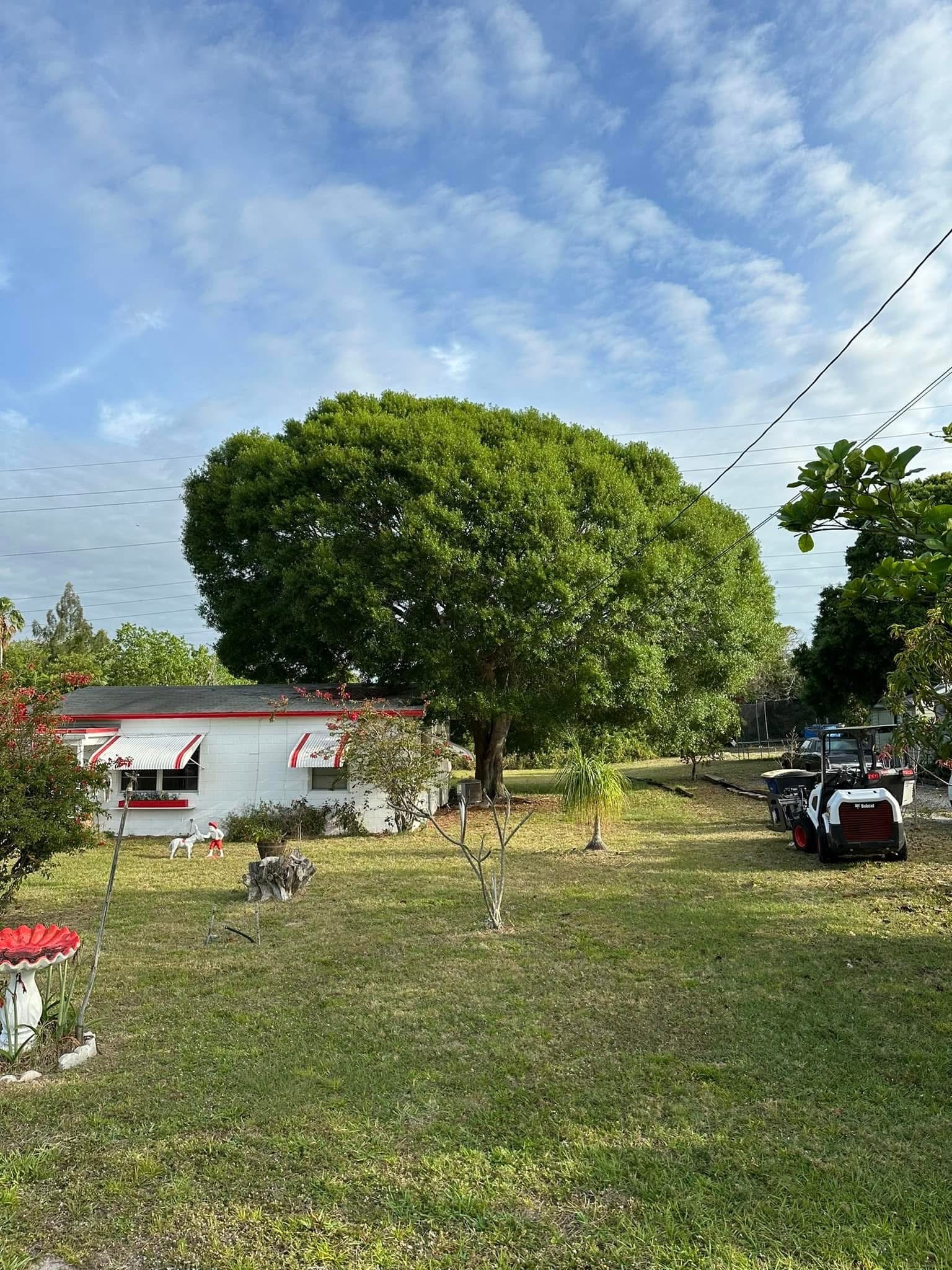 Before: Large Hazardous Oak Removal — Residential