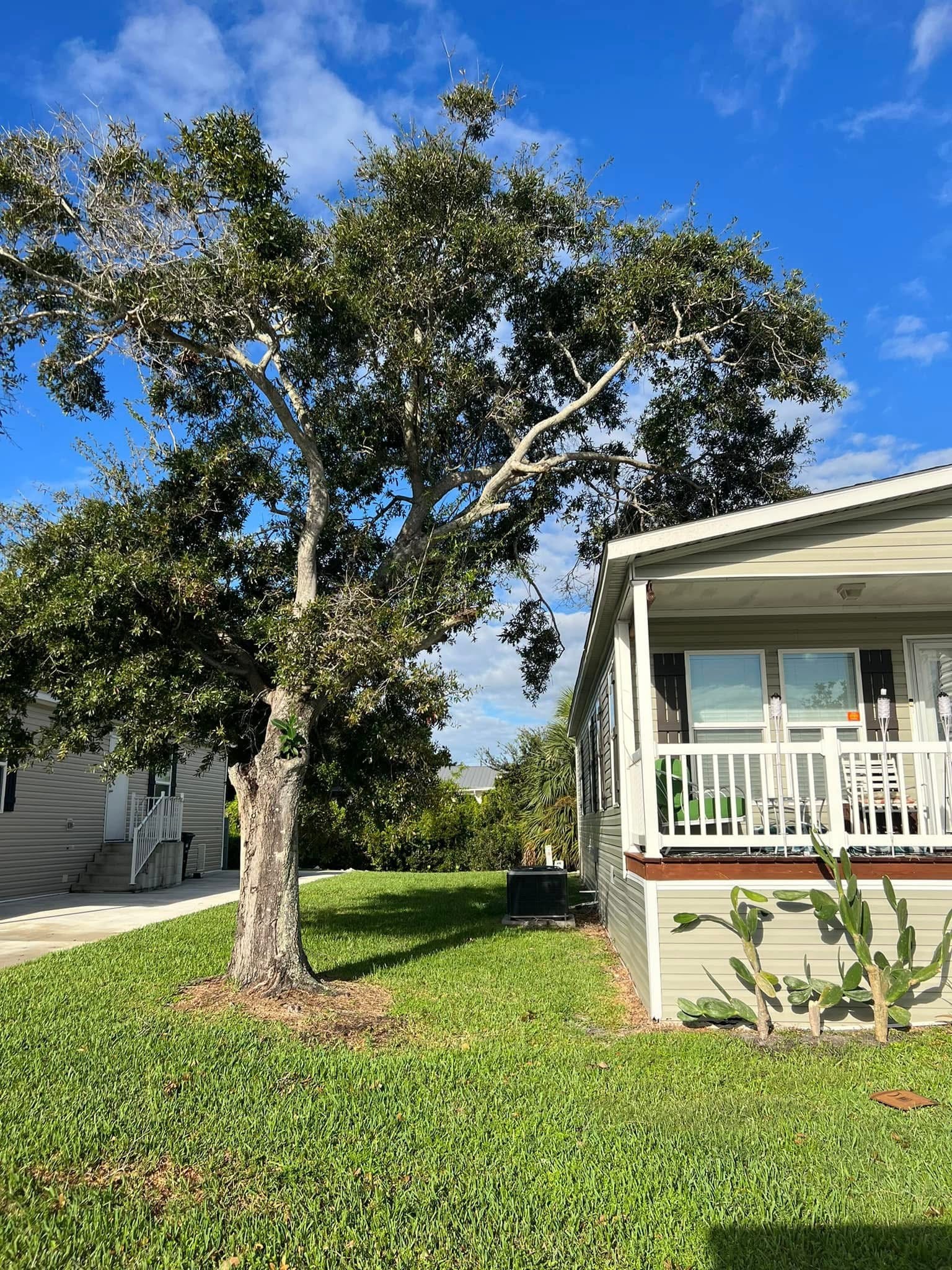 Before: Storm-Damaged Tree — Mobile Home Community
