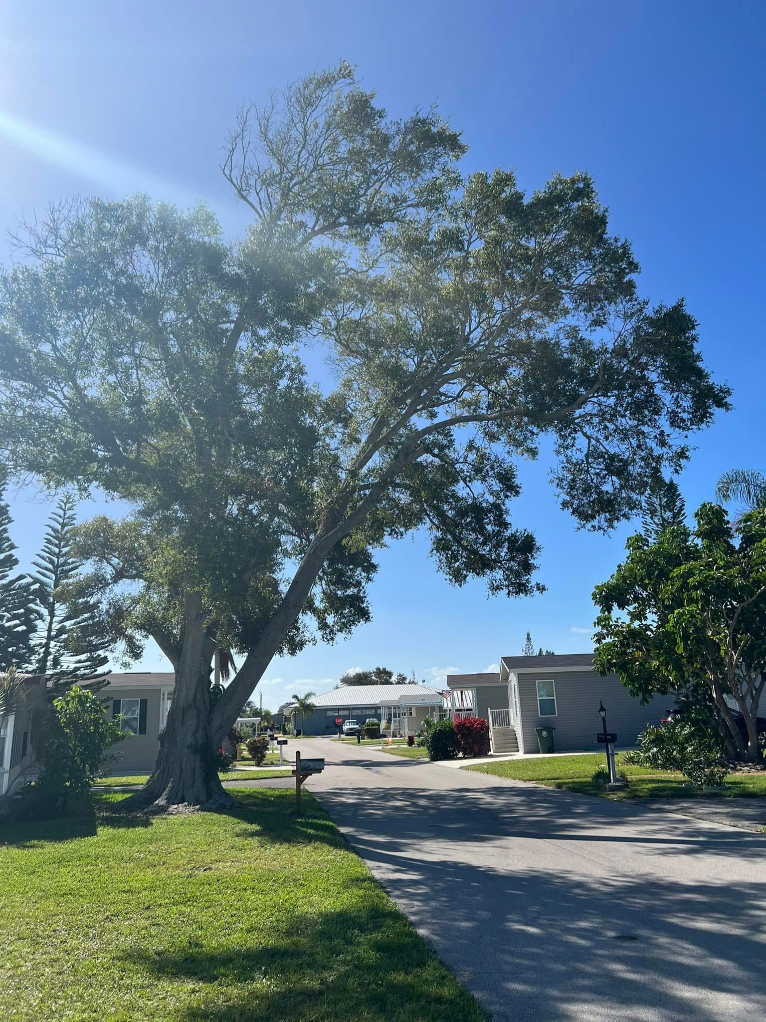 Before: Community Street Tree Maintenance