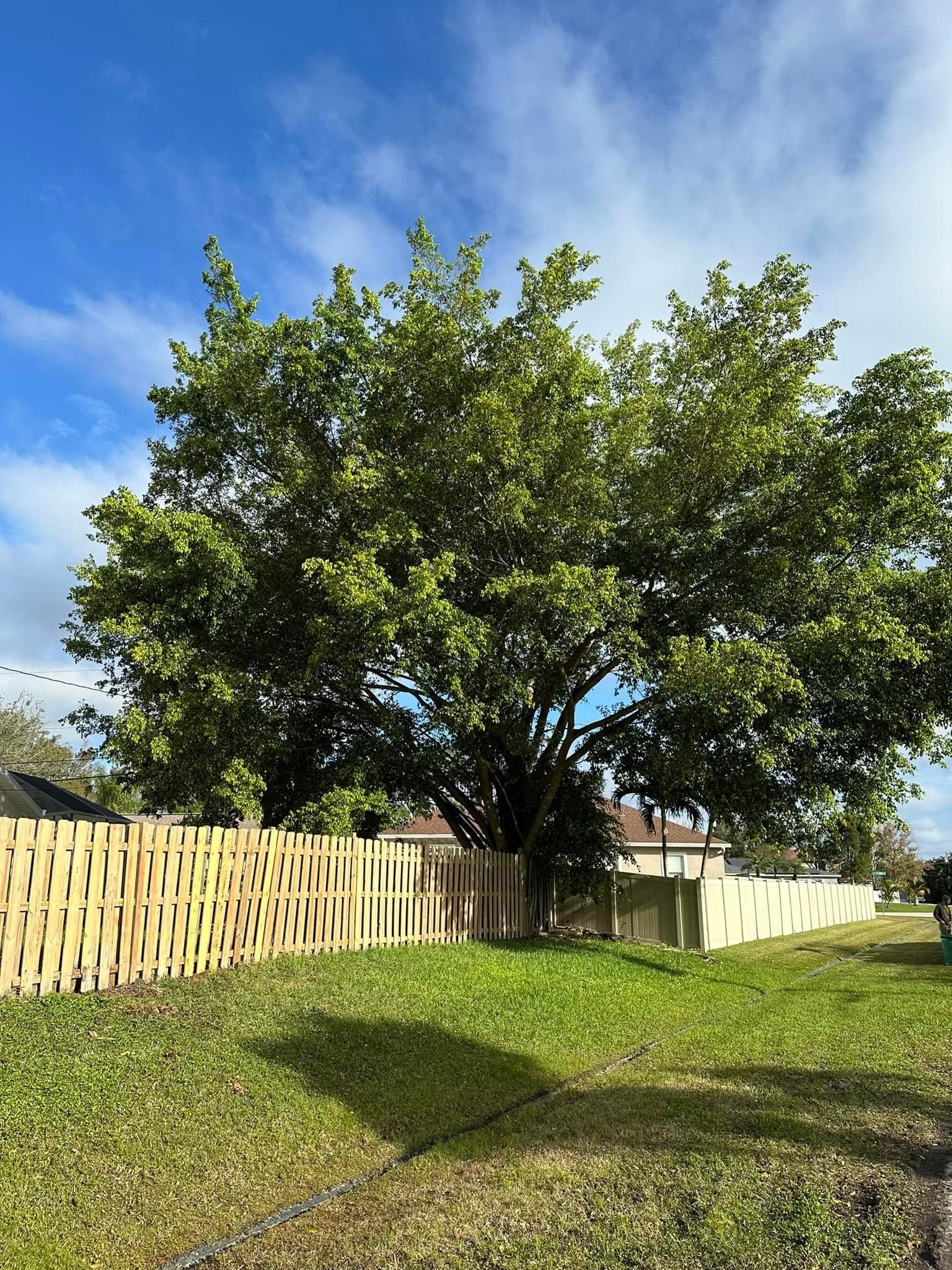 Before: Large Ficus Tree Removal — Residential