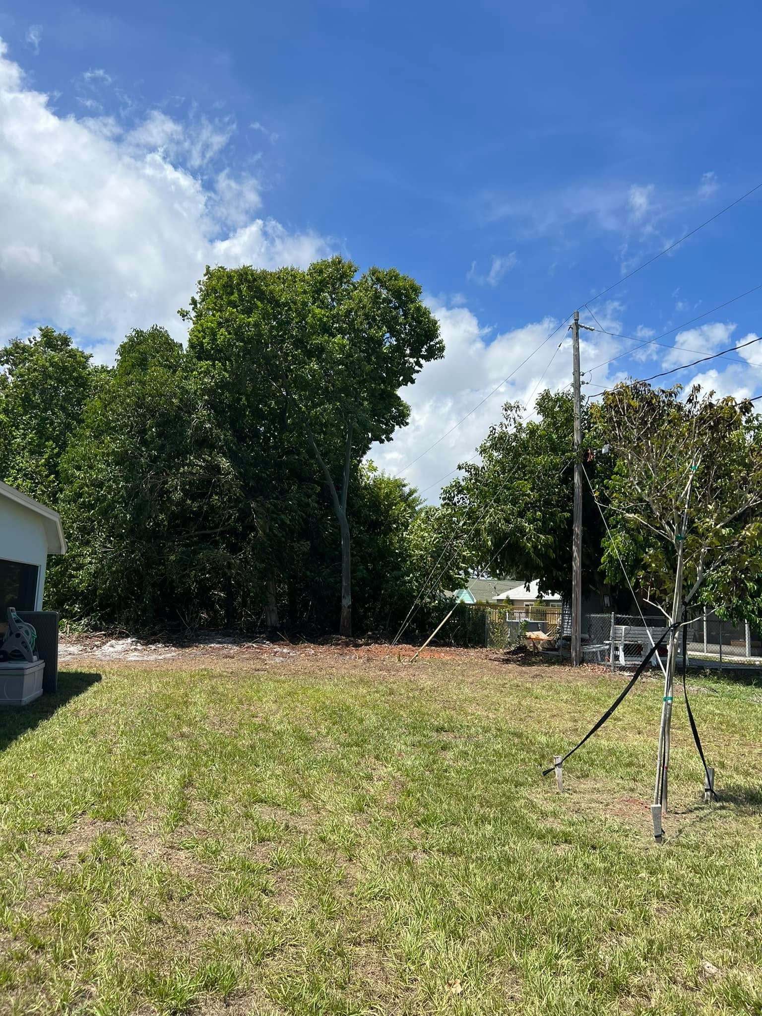 After: Large Tree Removed — Residential Backyard