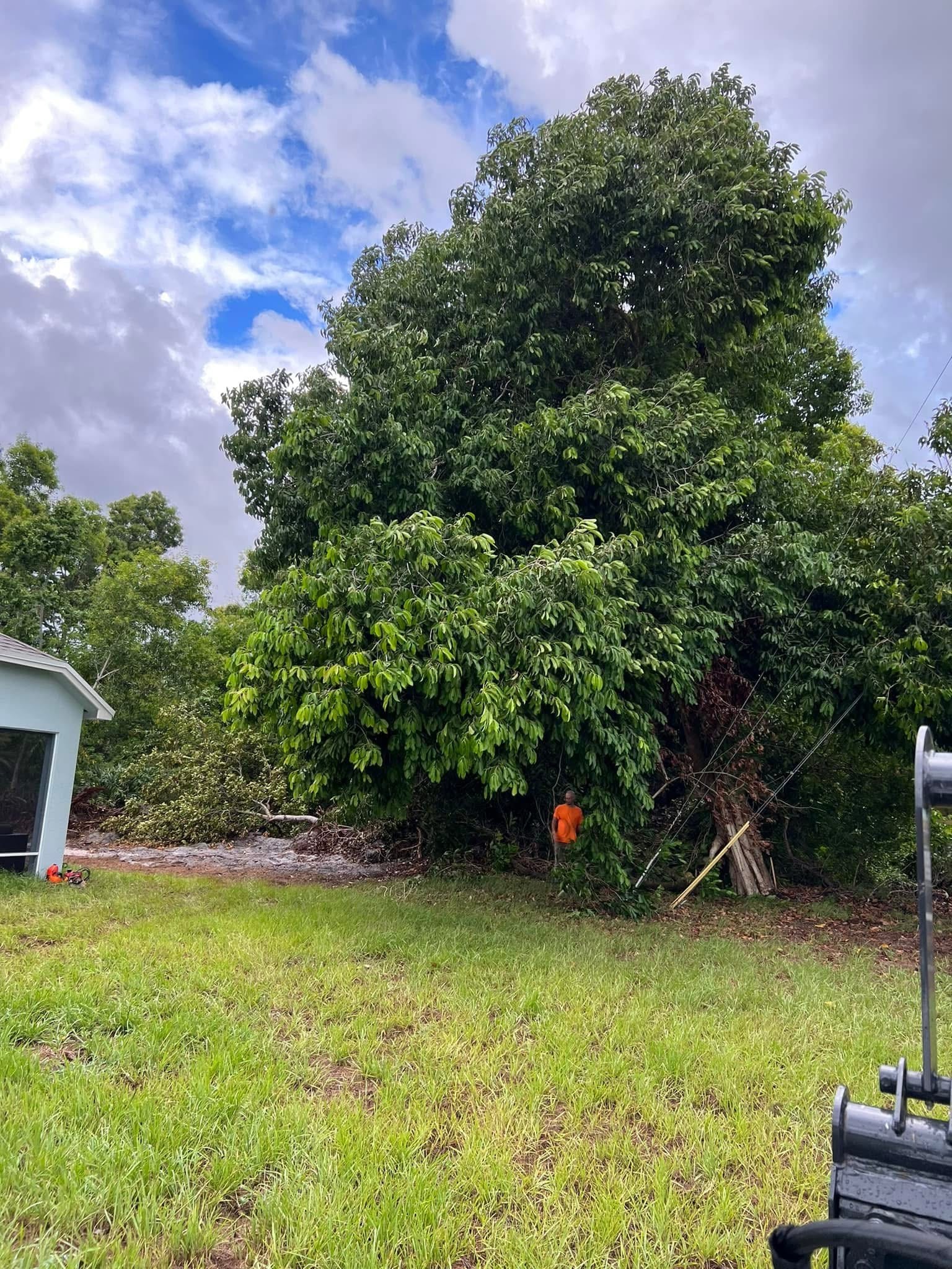 Before: Large Tree Removed — Residential Backyard