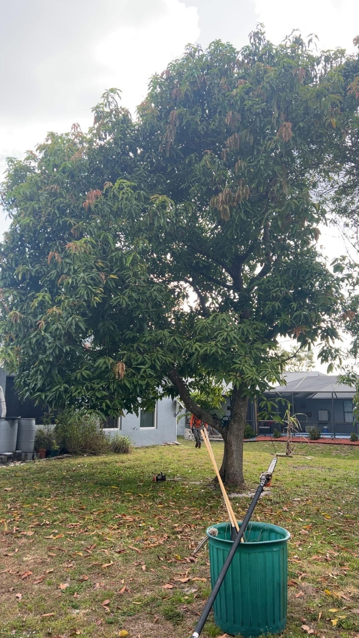 Before: Large Mango Tree Removal — Residential