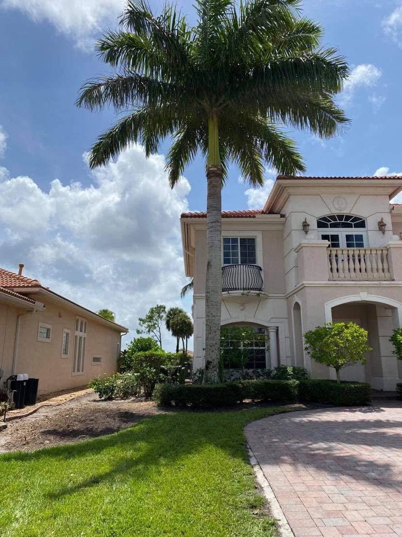After: Palm Trimming & Tree Removal — Luxury Residential