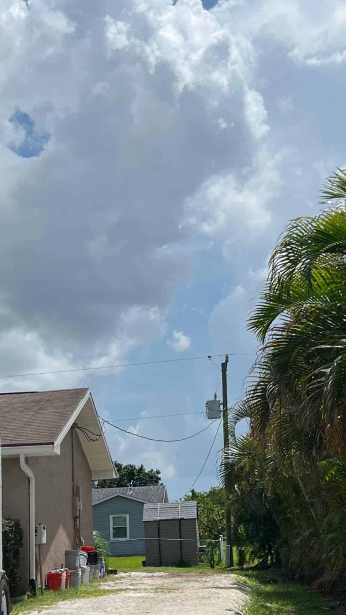 After: Norfolk Pine Removed — Over Service Lines