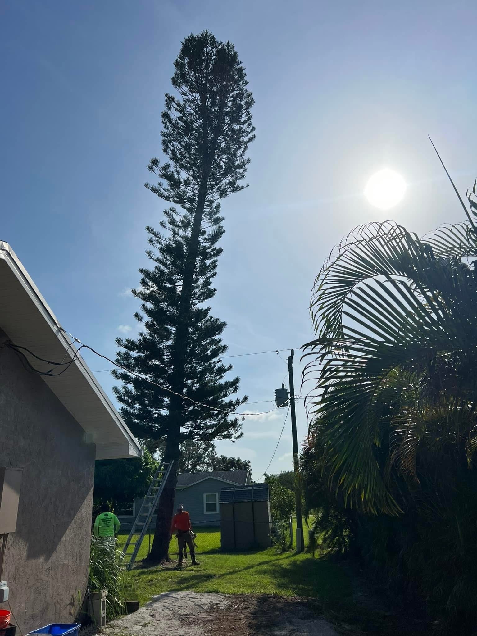 Before: Norfolk Pine Removed — Over Service Lines