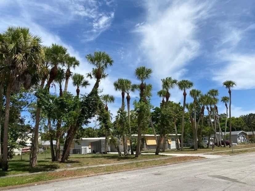 Before: Residential Palm Trimming — Treasure Coast