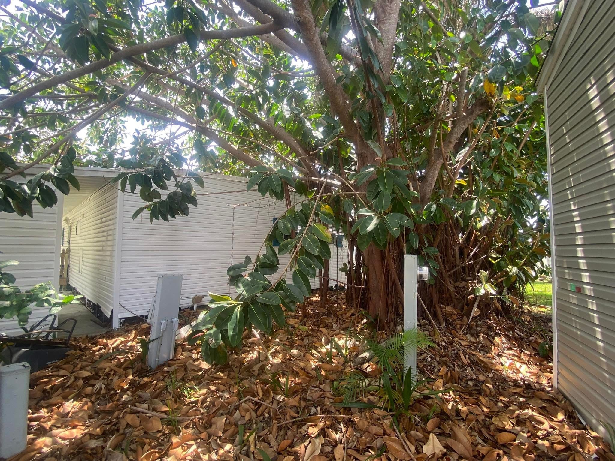 Before: Palm Trimming & Tree Removal — Residential