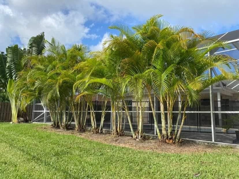 After: Overgrown Palm Hedge — Residential Property