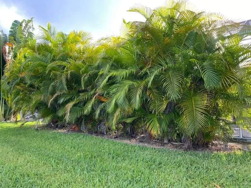 Before: Overgrown Palm Hedge — Residential Property