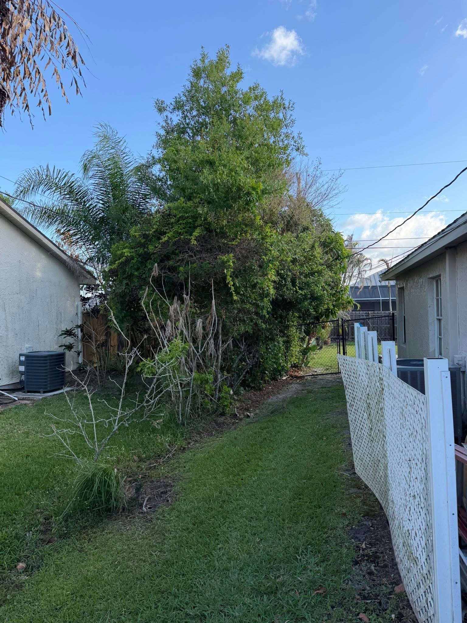 Before: Property Line Cleared — Residential