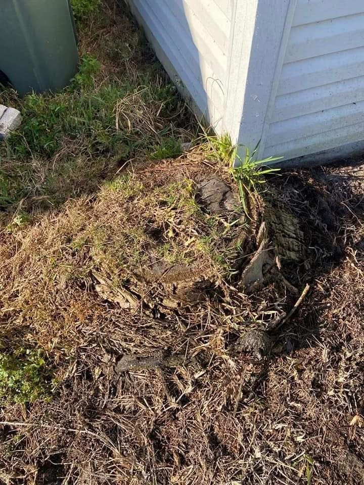 Before: Large Stump Removal — Next to Structure