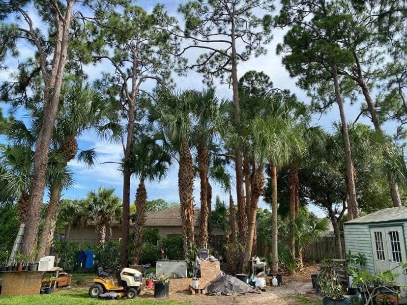After: Palm Tree Trimming — Residential
