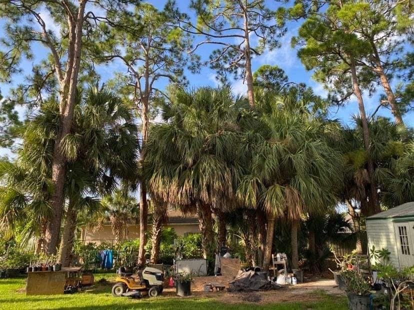 Before: Palm Tree Trimming — Residential