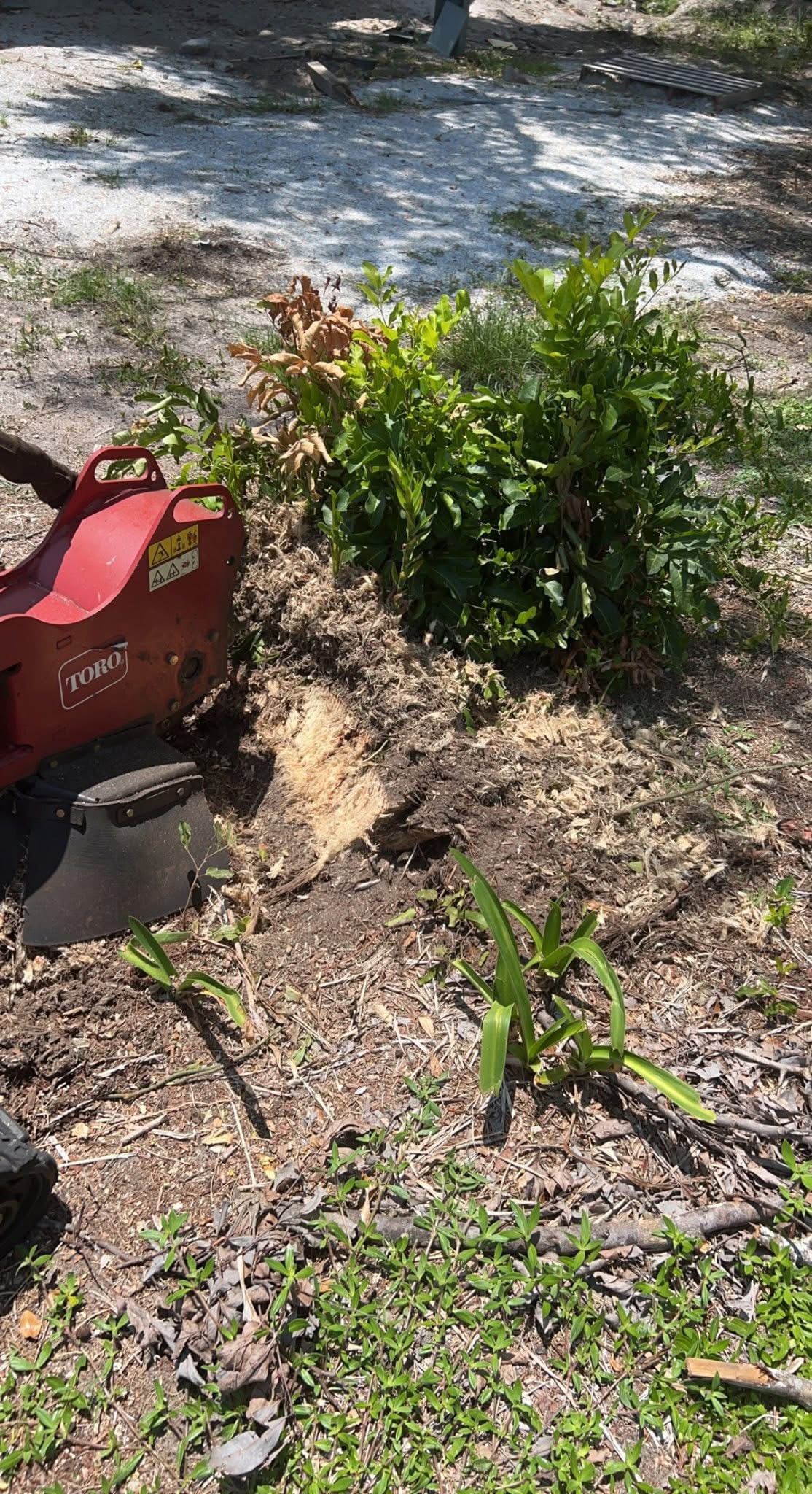Hazardous Tree Removal